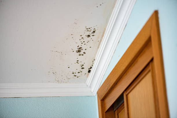 Best Attic Mold Removal  in Severn, MD
