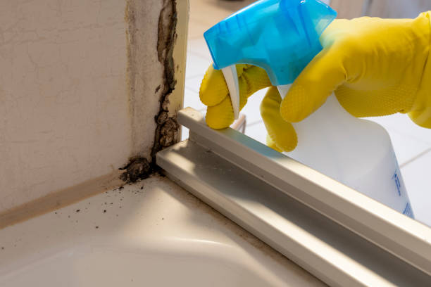 Best Mold Removal Company Near Me  in Severn, MD