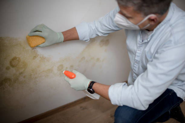 Best Certified Mold Removal  in Severn, MD