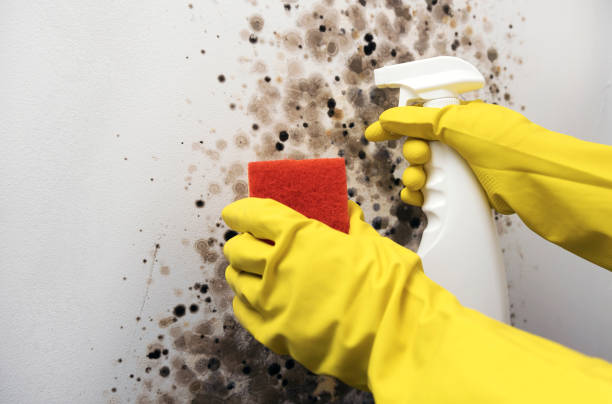 Professional Mold Removal in Severn, MD