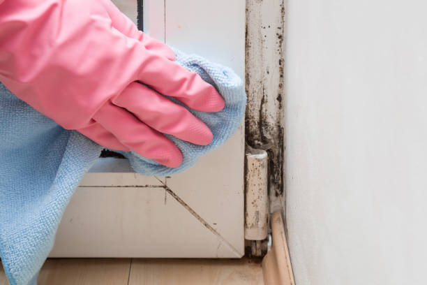 Best Mold Cleaning Services  in Severn, MD